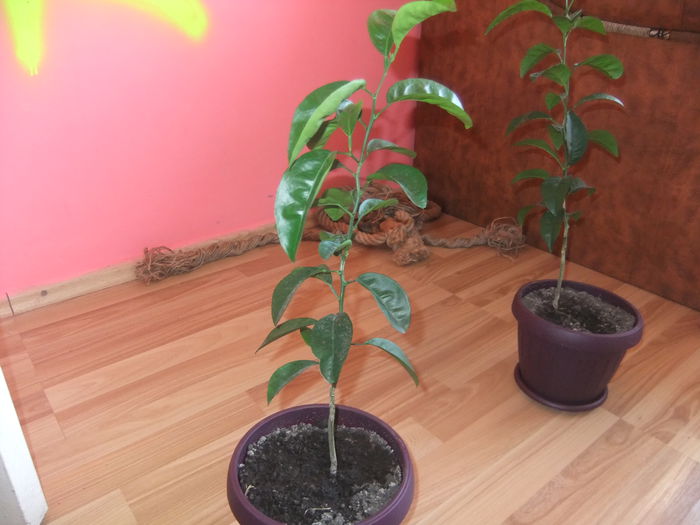 DSCF9168 - clementin