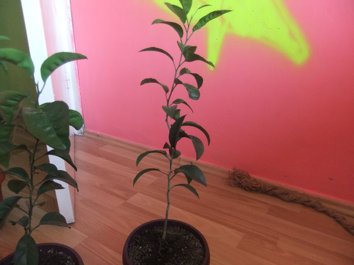 DSCF9169 - clementin