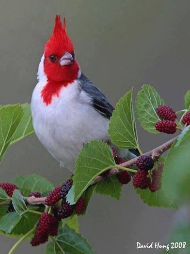 Cardinal- pasare salbatica din America de Nordmerica de Nord - FRUMUSETI  MONDIALE