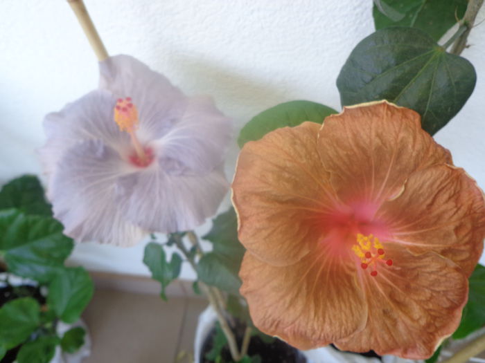 122 - A-HIBISCUS 2014