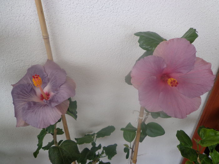 088 - A-HIBISCUS 2014