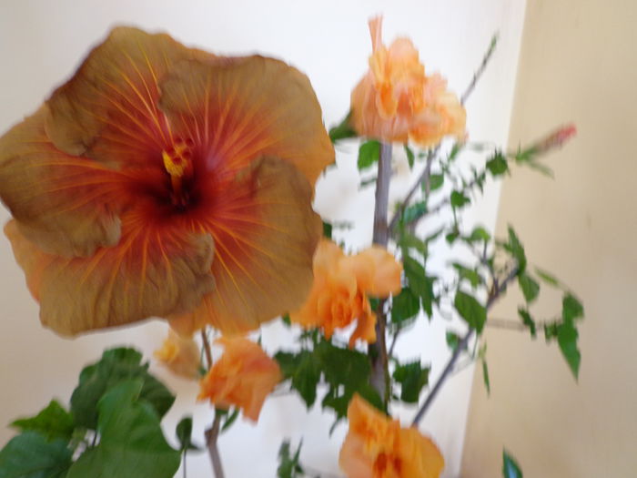 323 - A-HIBISCUS 2014