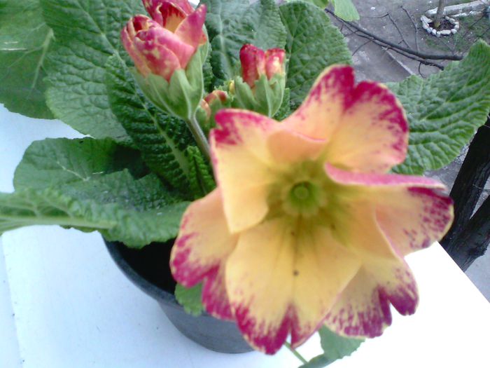 Primula - Flori 2015