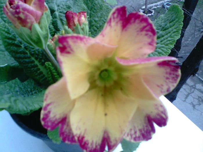 Primula