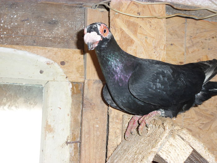 F 2014 - Poze cu porumbei