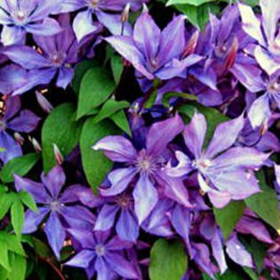 clematis_dorothy_walton