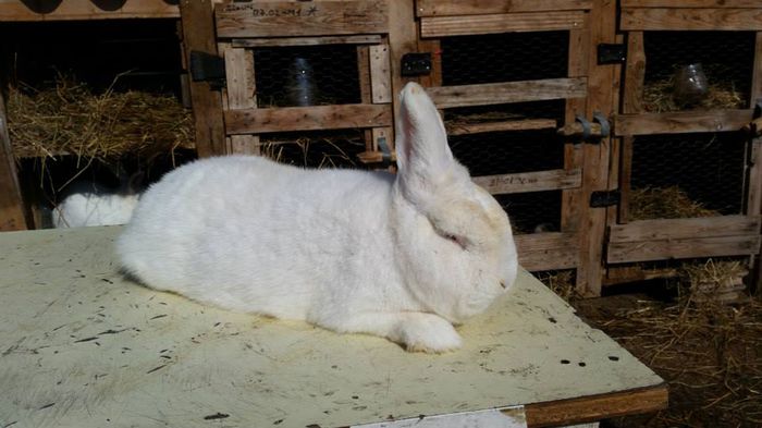 10390121_622314594568346_5533469264128429113_n