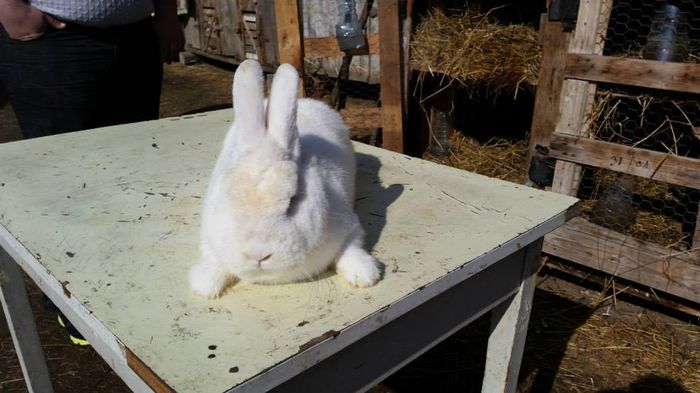 10953200_622314647901674_8089865156475301151_n