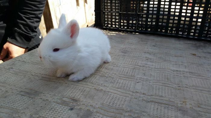 11048699_622315541234918_3572732877033707231_n