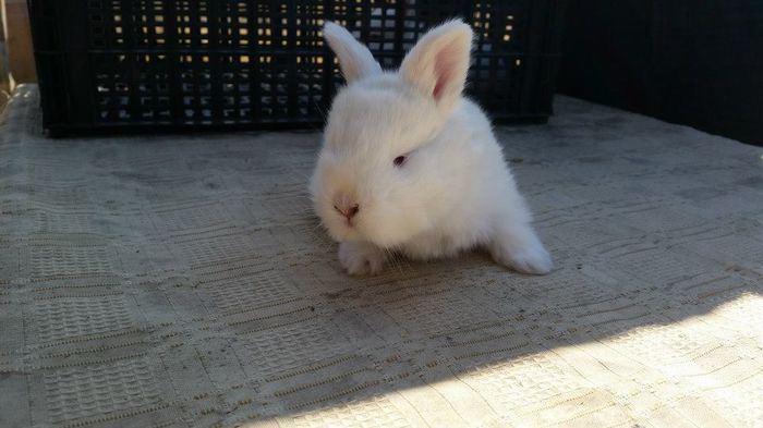 11025221_622315474568258_4384409360369147375_n