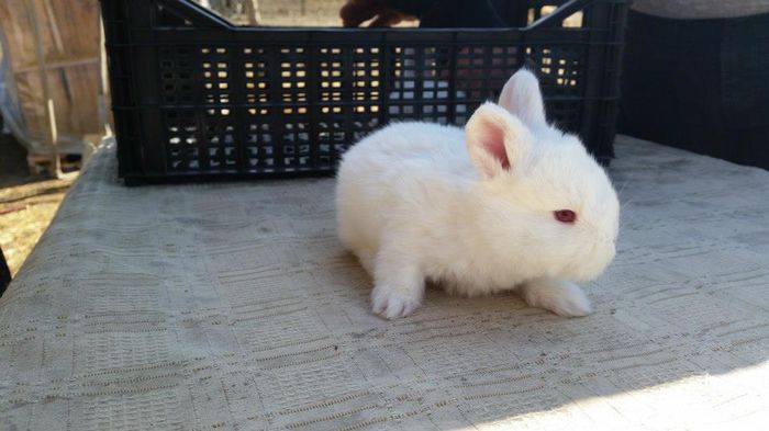 11037332_622315501234922_6517087864550443671_n