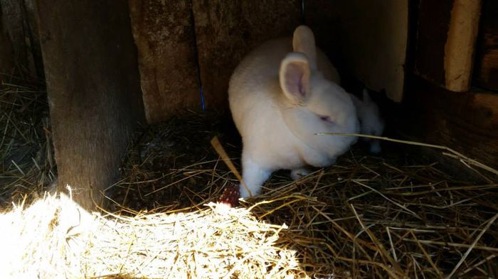 11043134_622315621234910_4194797533590876226_n