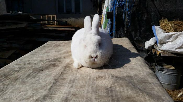 10384902_622314941234978_4003293902388398031_n