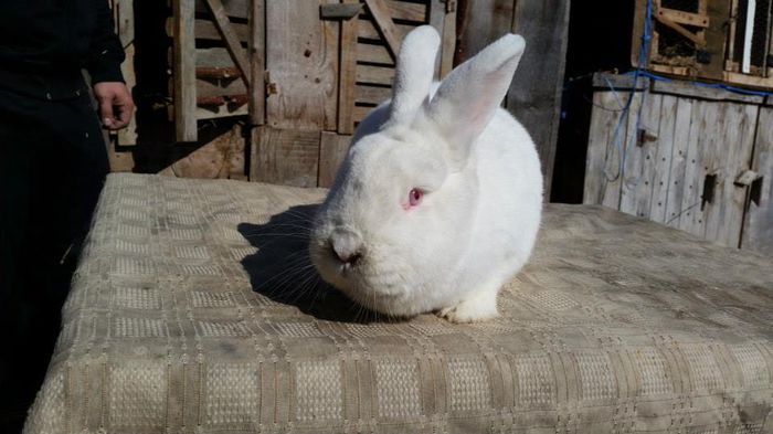 10462818_622315087901630_4403340123636165736_n