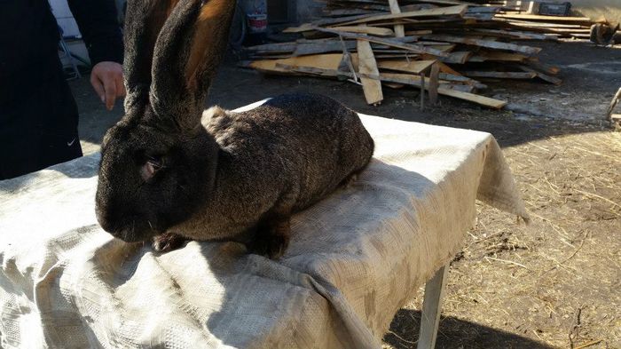 10440695_622315821234890_2002614103676219637_n