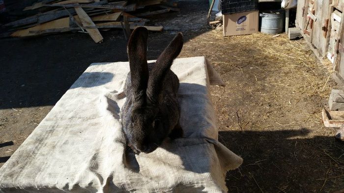 11050685_622315844568221_6081710559711868111_n