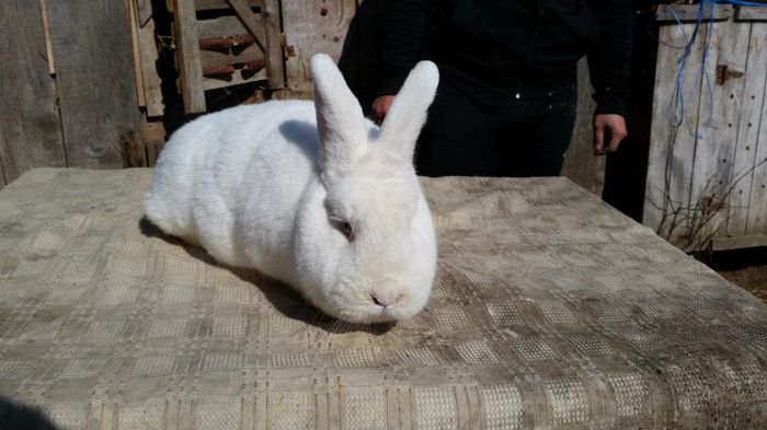 11043060_622315021234970_900208949730718794_n