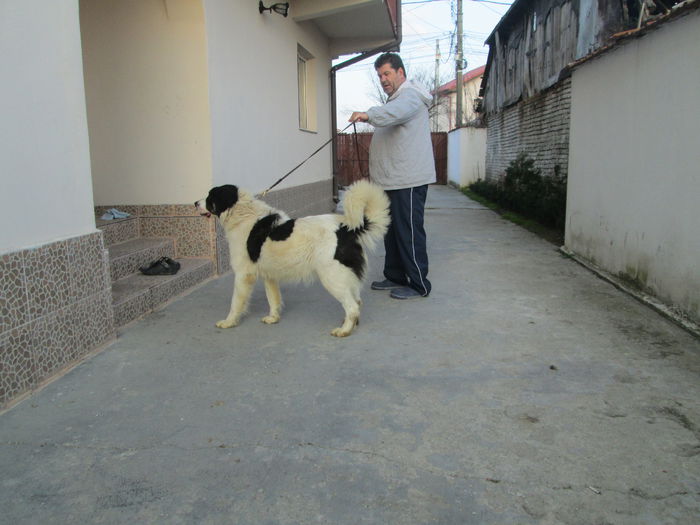 IMG_3612 - CIOBANESC DE BUCOVINA