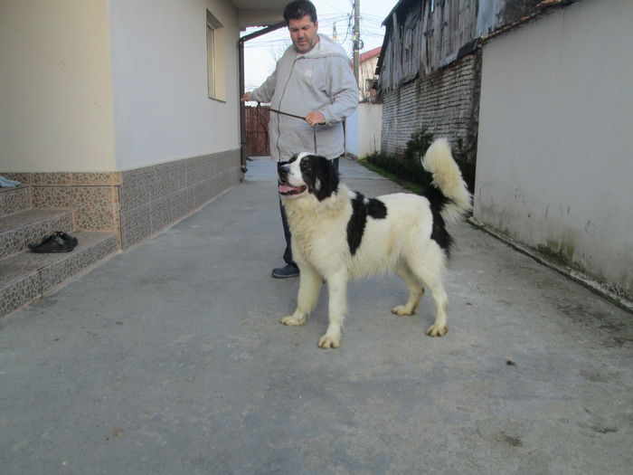 IMG_3613 - CIOBANESC DE BUCOVINA