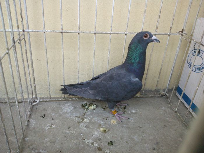 PL 14 - Voiajori straini-11 vanduti