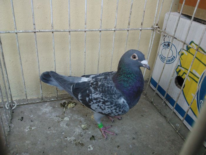 Hung DERBY 10 - Voiajori straini-11 vanduti