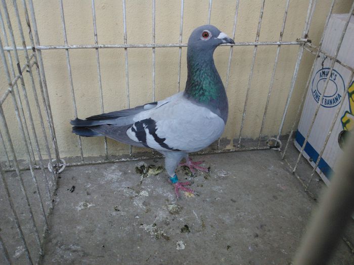 PL 13 vandut - Voiajori straini-11 vanduti