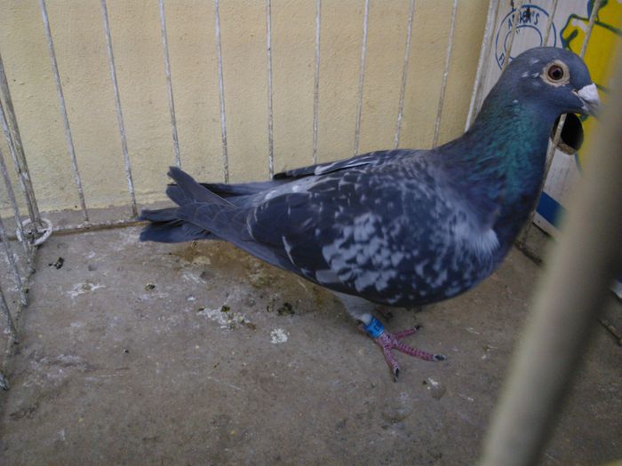 Hung 12 - Voiajori straini-11 vanduti