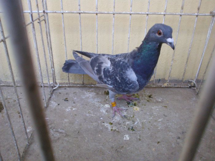 PL 14 - Voiajori straini-11 vanduti