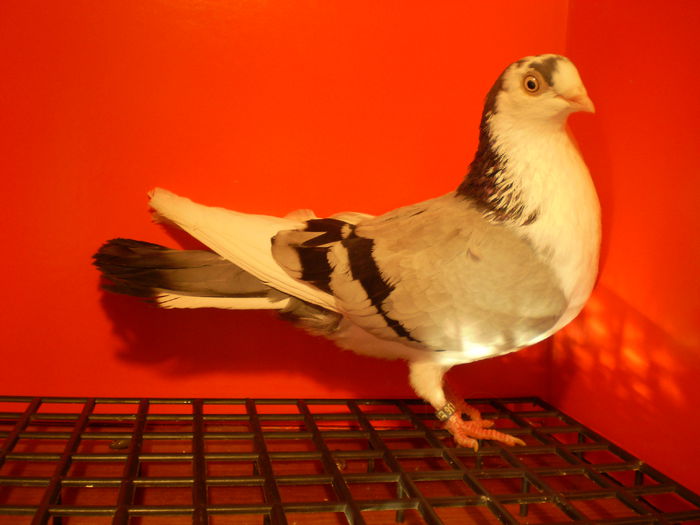 BRB,B data tur - JUCATORI DE GALATI VANDUTI