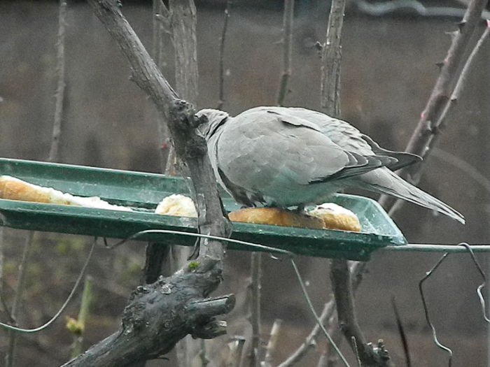 DSCN8971 - TURTURELE_2