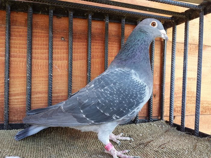 F-2013-Stichelbaut- m.desmet - E-Amintiri