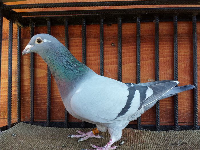 20150308_140146 - E-Amintiri