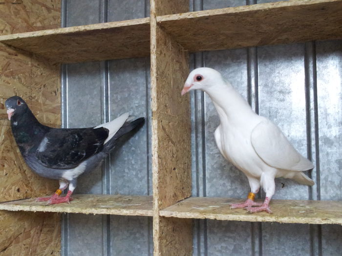 st. M Van Hee si dr. F Delbar