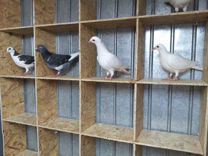 2 Van Hee si 2 Delbar