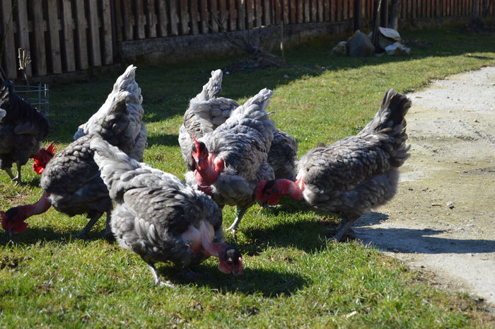 gat golas albastru  (8)