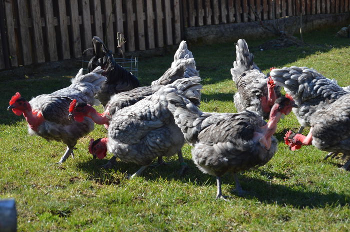 gat golas albastru  (9)