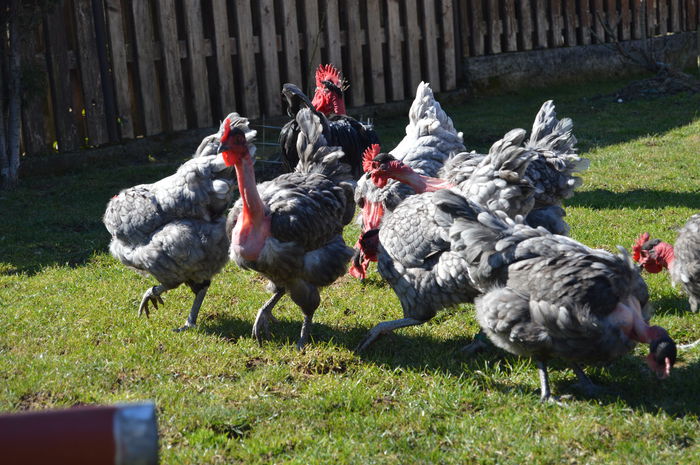 gat golas albastru  (10)