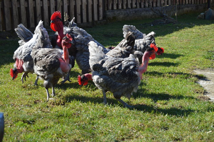 gat golas albastru  (14)