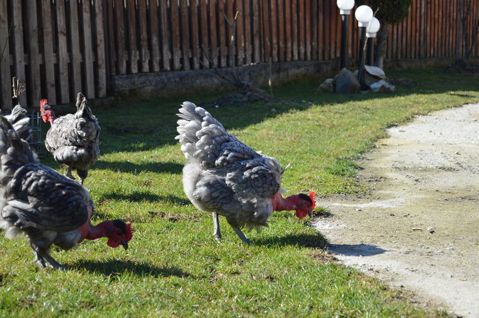 gat golas albastru  (17)