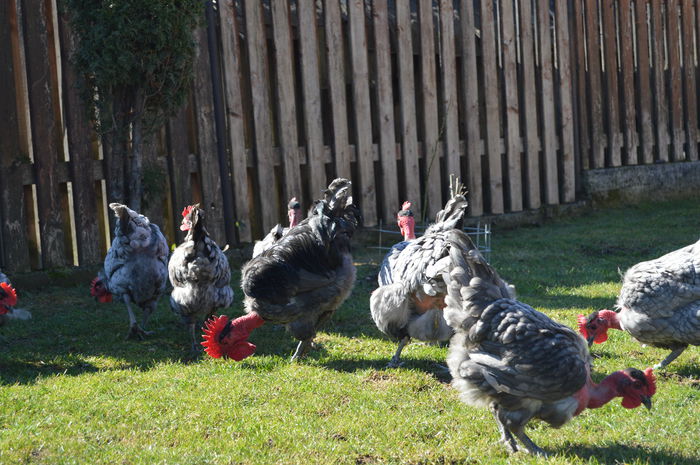 gat golas albastru  (20)