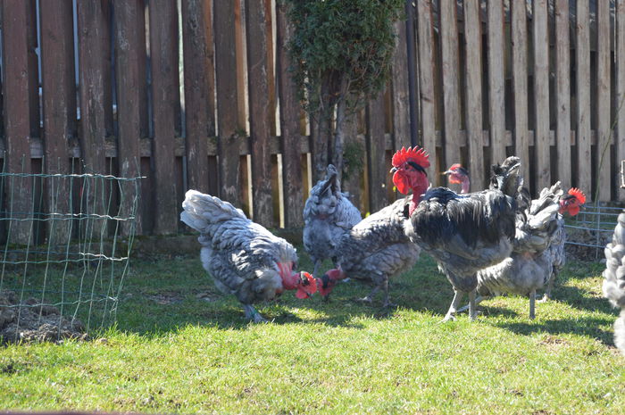 gat golas albastru  (21)