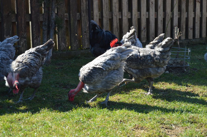 gat golas albastru  (25)