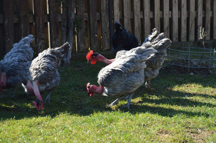 gat golas albastru  (26)