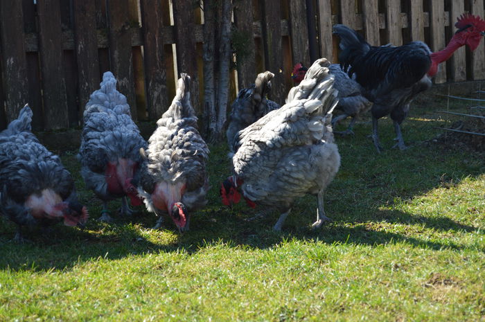 gat golas albastru  (29)