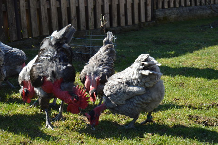 gat golas albastru  (37)