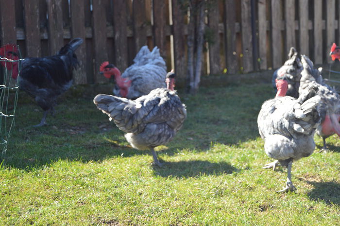 gat golas albastru  (39)