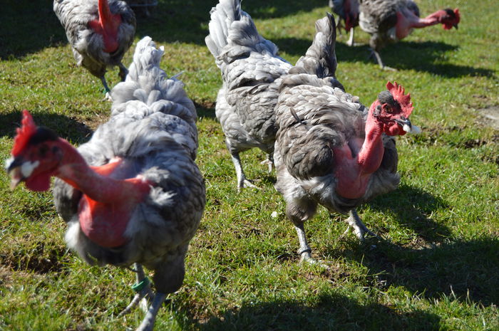 gat golas albastru  (40)