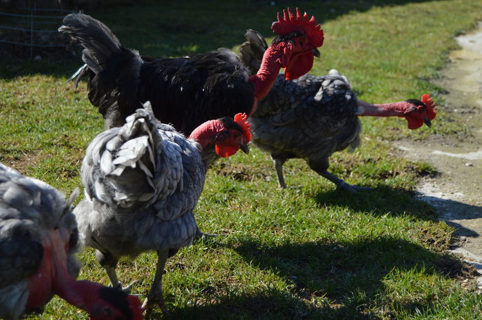 gat golas albastru  (43)