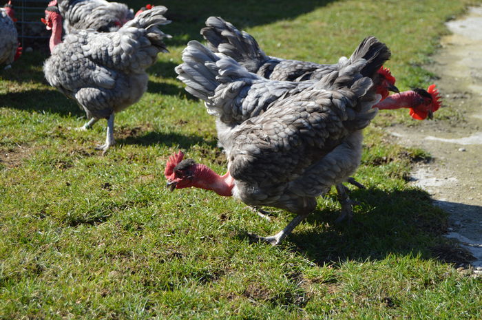 gat golas albastru  (46)