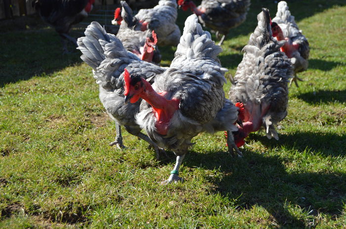 gat golas albastru  (47)